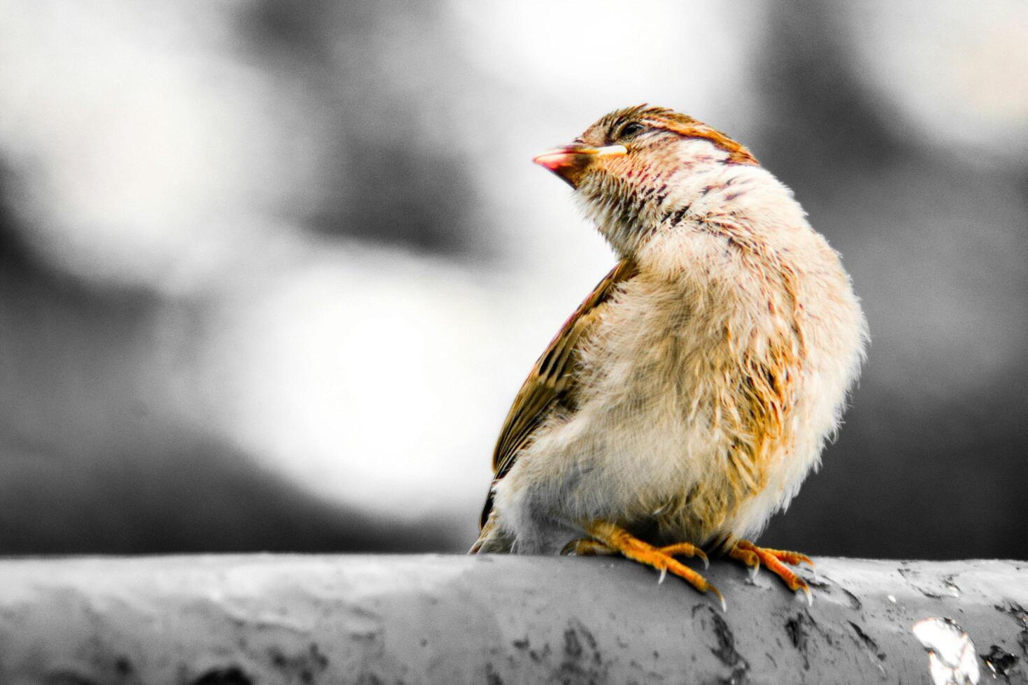 Tiny Guardian Baby Sparrow on a Branch photo