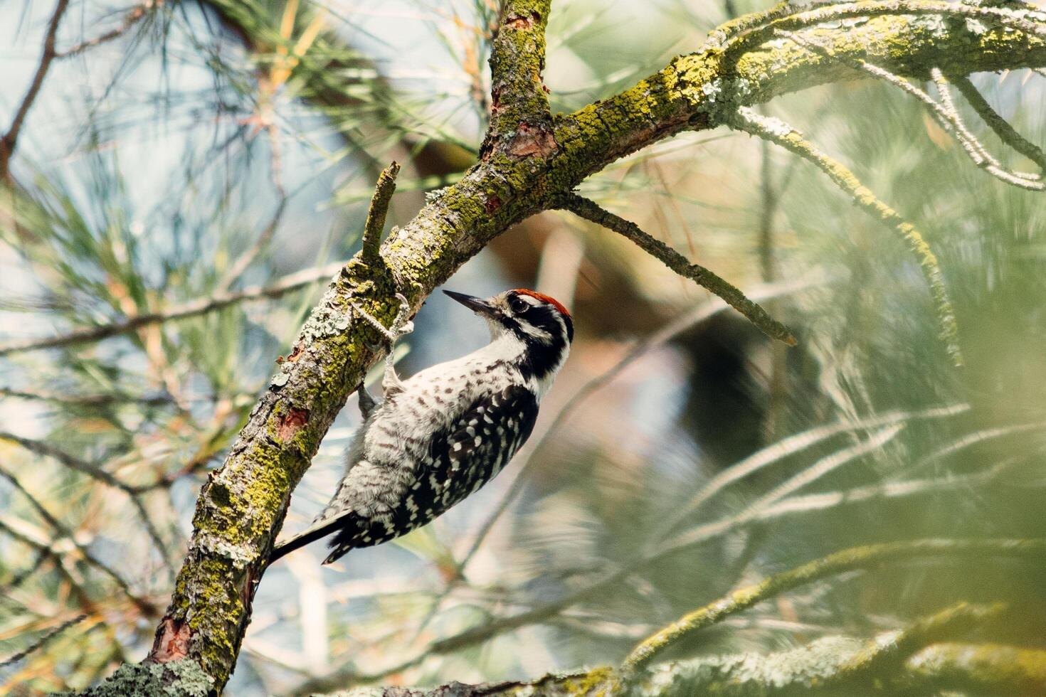 Woodpeckers Quest for Sustenance A Percussive Pursuit in the Forest photo