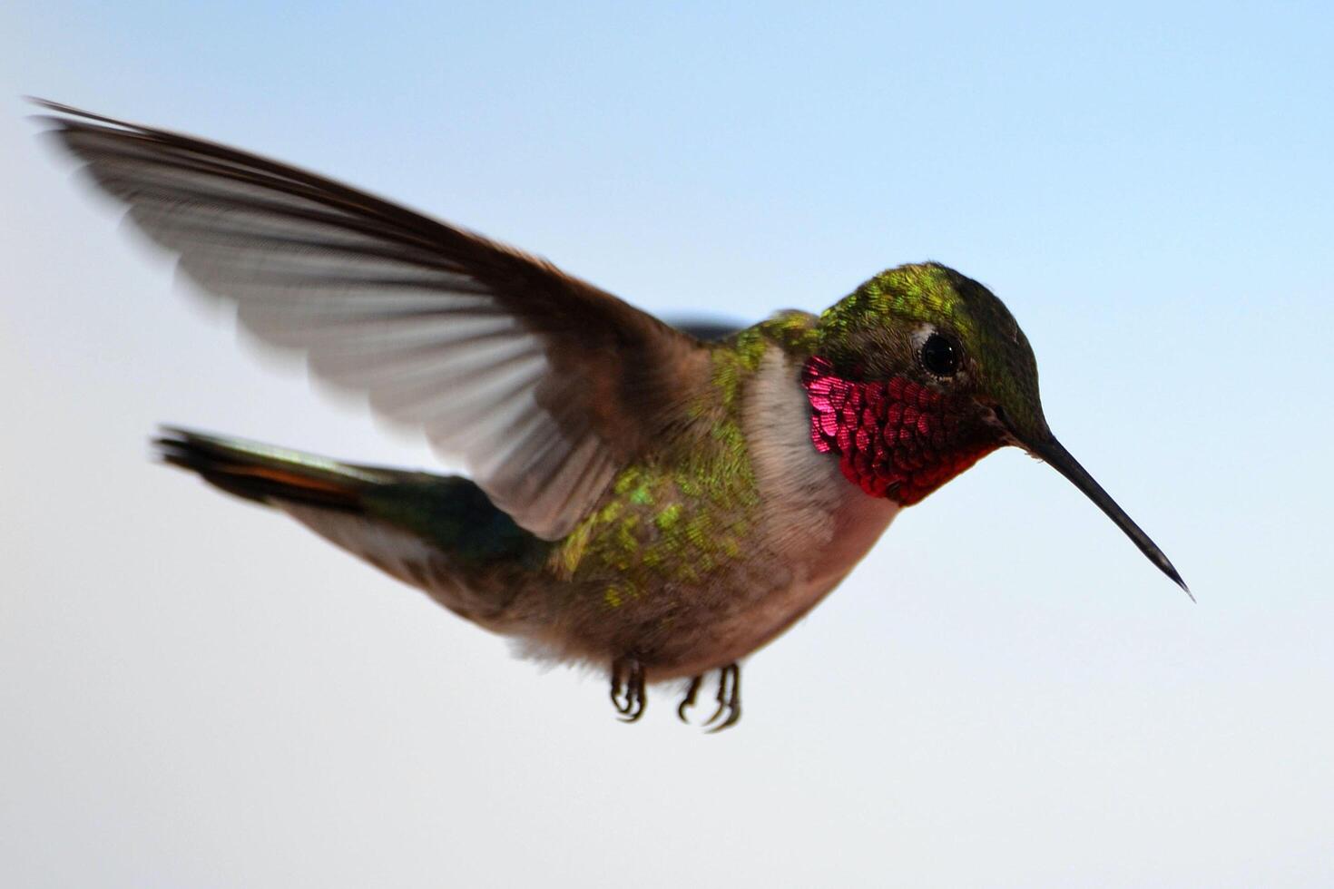 Sky's Jewel Graceful Kingfisher Soars photo