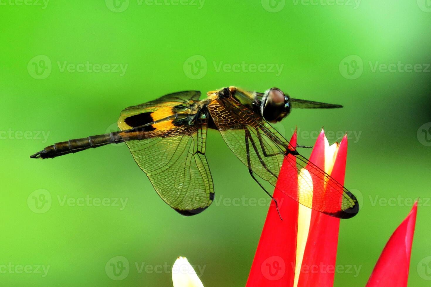 Gilded Perch Dragonfly's Delicate Rest photo