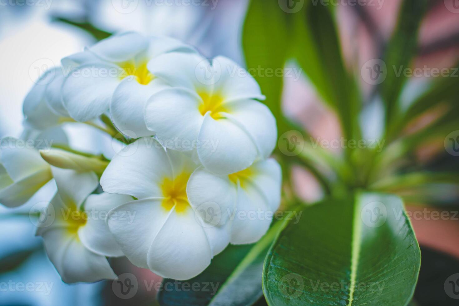 The Radiant Beauty of Yellow and White Petal Flower photo