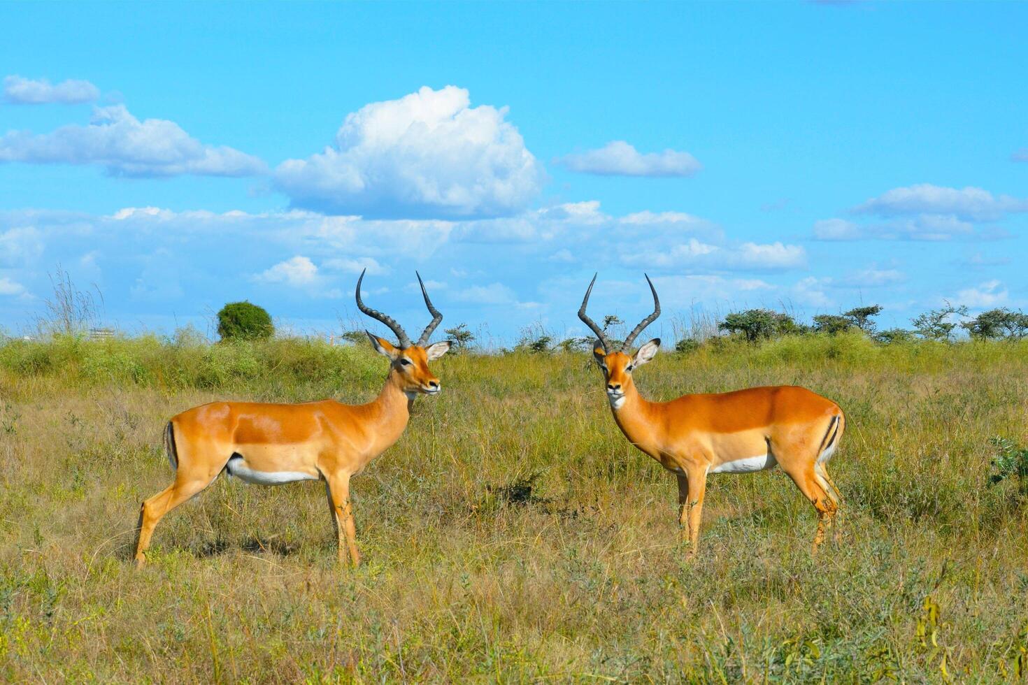 Adorable Encounter Two Deer Sharing a Sweet Glance photo