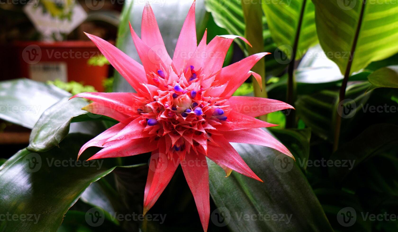 Aromatic Reverie the Enchanting Beauty of Natural Forest Flower Fragrances photo