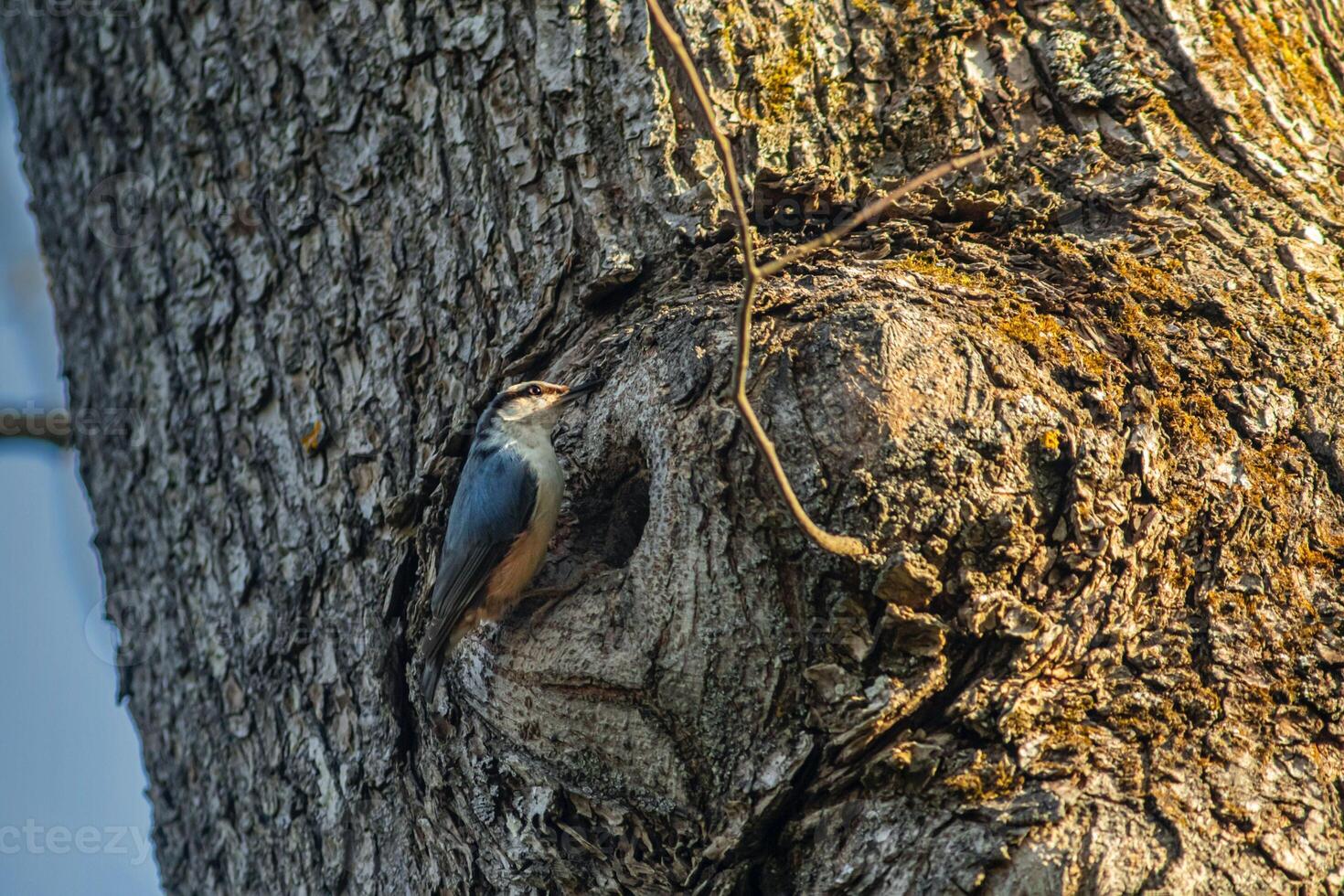 Kingfisher's Haven Nests in Tree Holes photo