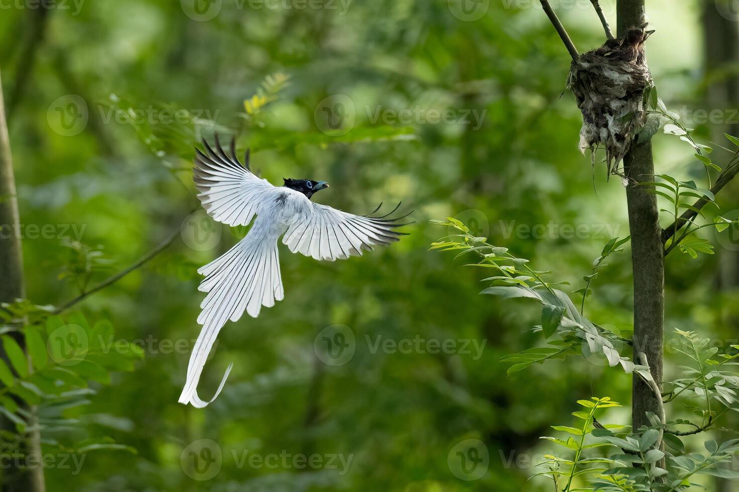 A White Forest Bird's Tender Journey with its Darling Fledgling photo
