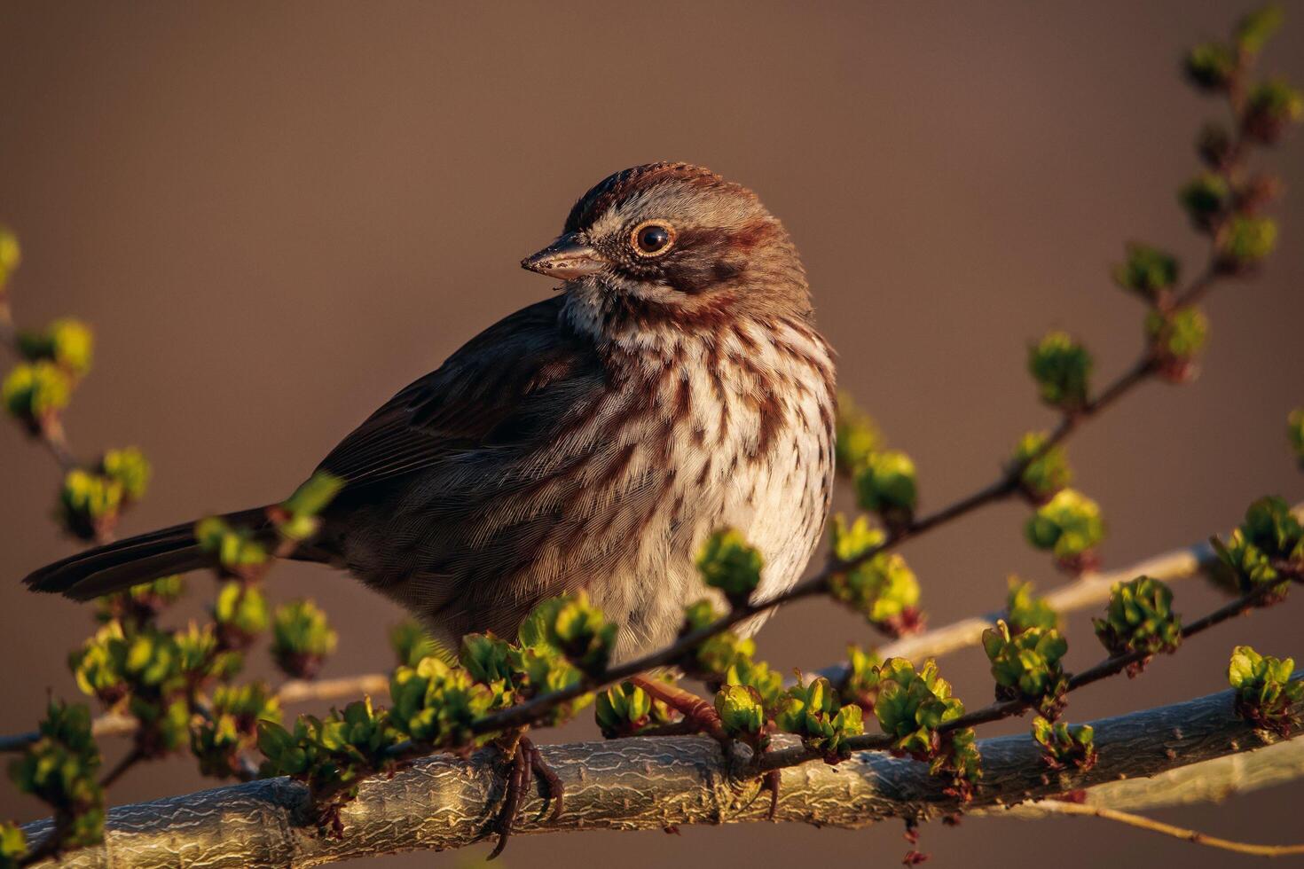 Joyful Perch Sparrow's Delight photo