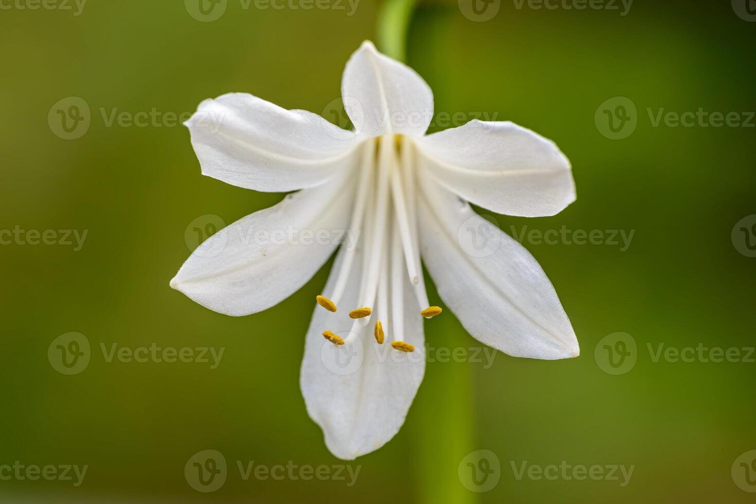 Luminous Elegance Beauty Of The White Lily Flower photo