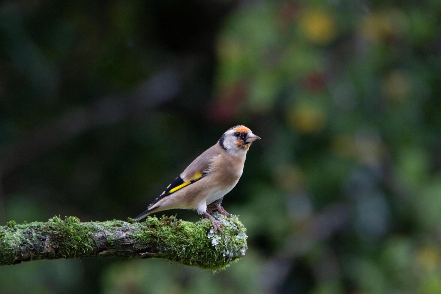 Silent Guardian Forest Sparrow Perched on a Tranquil Branch photo