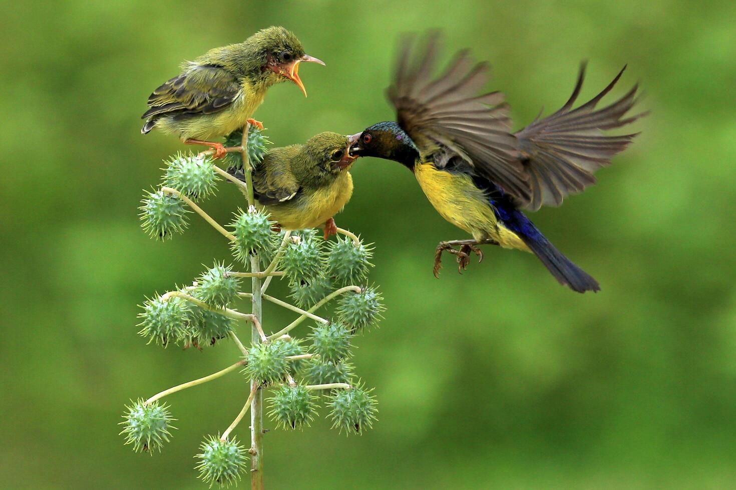 Nurturing Tiny Wings Feeding baby hummingbirds photo