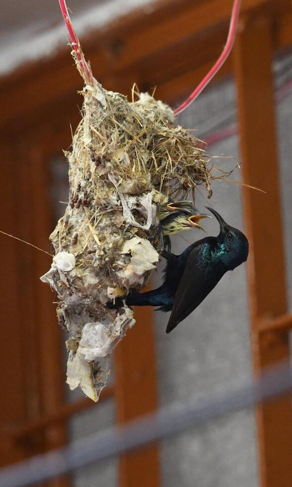Home Nest Chicks and Mother Under One Roof photo