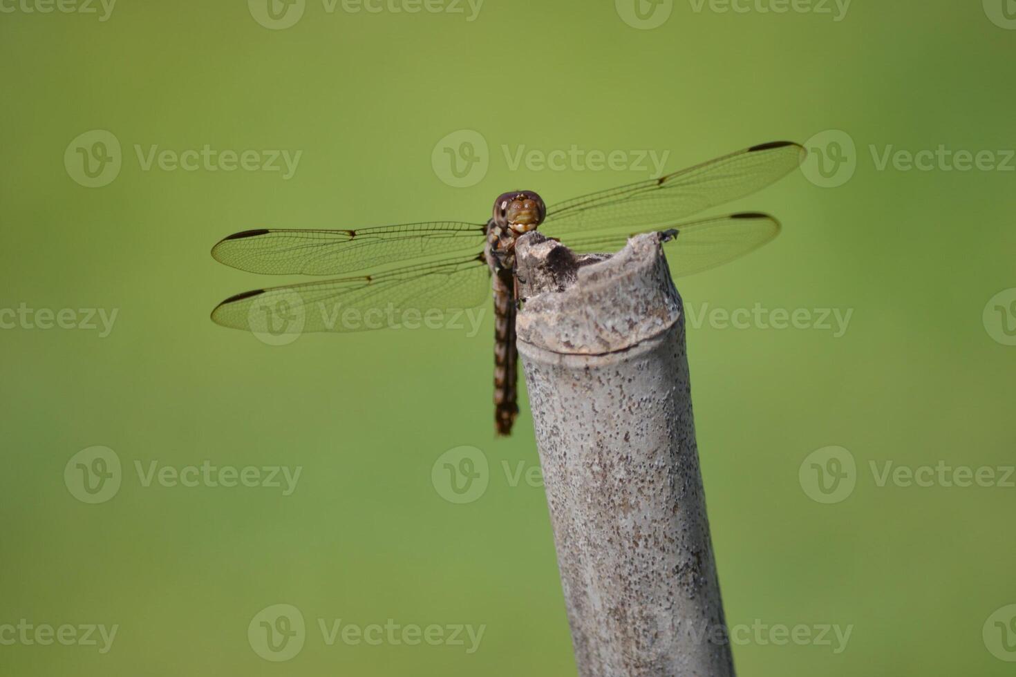 Ethereal Stillness Rest of the Dragonfly photo