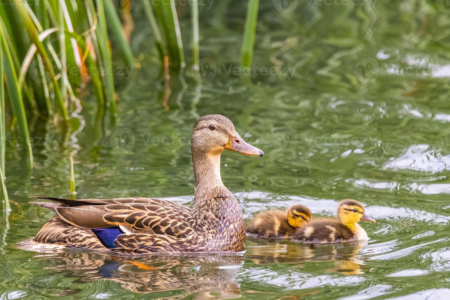 Water's Play Native Ducks and Children Swimming photo