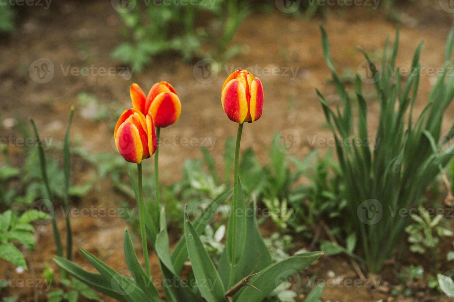Emerald Blooms Beauty in Green Forest Flower Buds photo