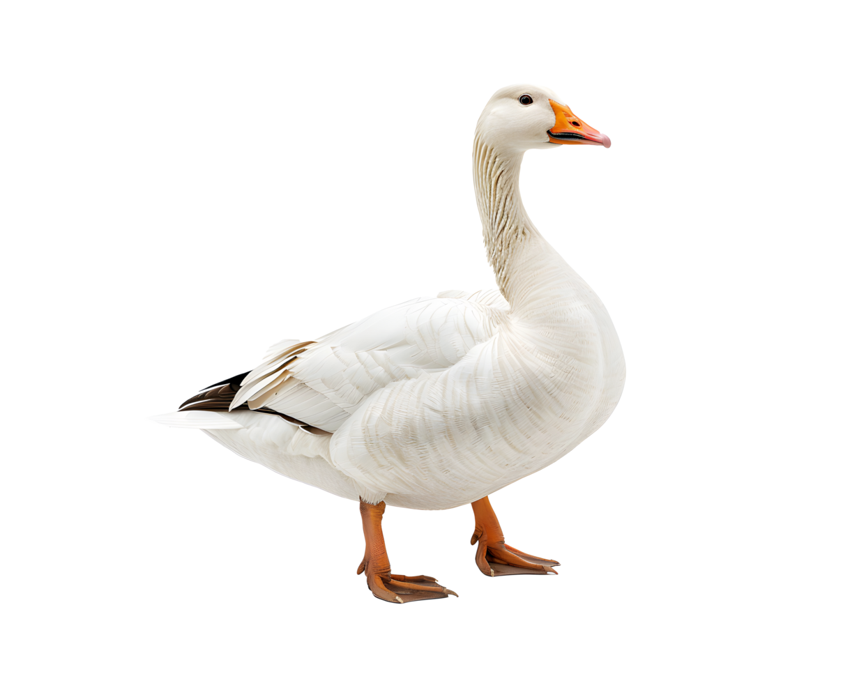 Goose standing, isolated on a transparent background png