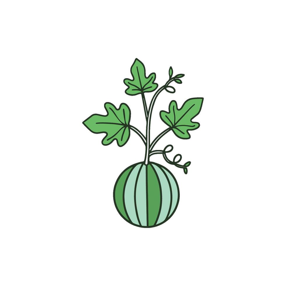 simple illustration of watermelon plant vector