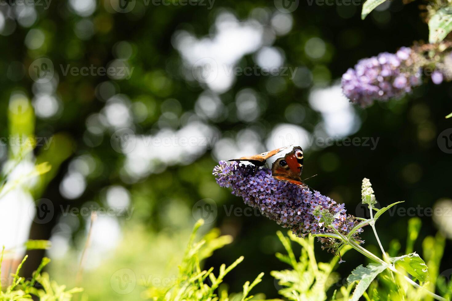 Buddleja davidii the Butterfly bush photo