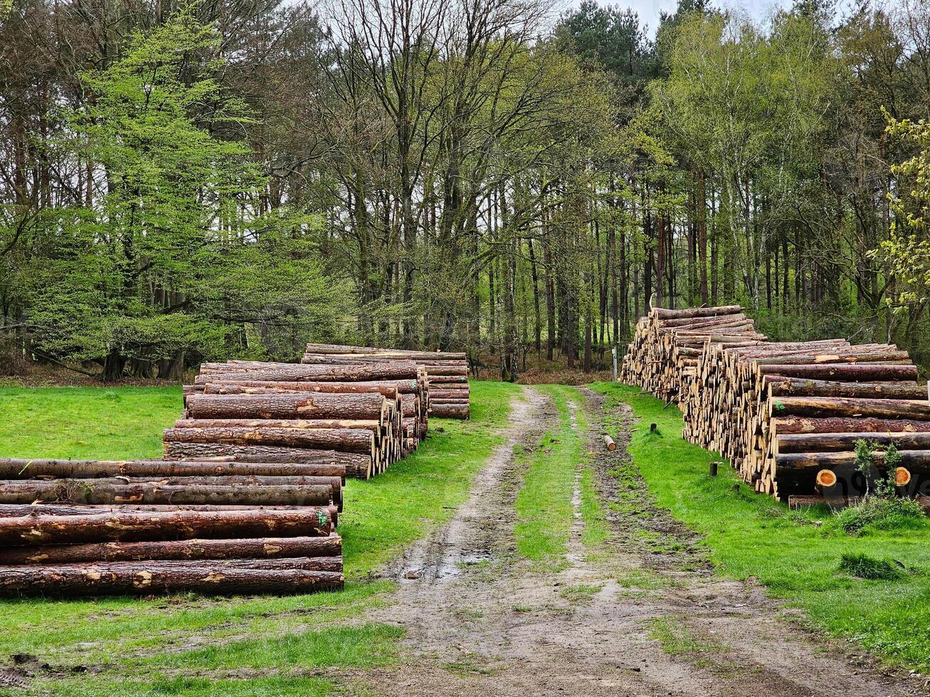 a stack of fire wood photo
