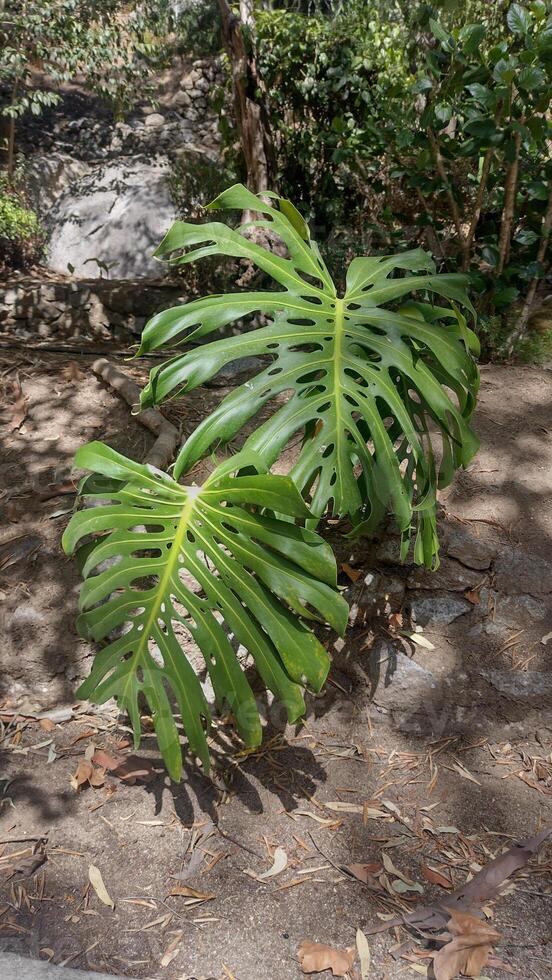 Two large green monstera leaves of a plant are shown in the image. The leaves are in the shade, and they are surrounded by a few bushes. photo