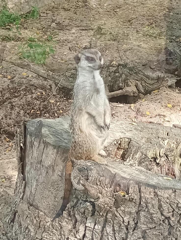 A small animal meerkat is standing on a log. The log is brown and has a rough texture. The gazelle is looking to the right photo