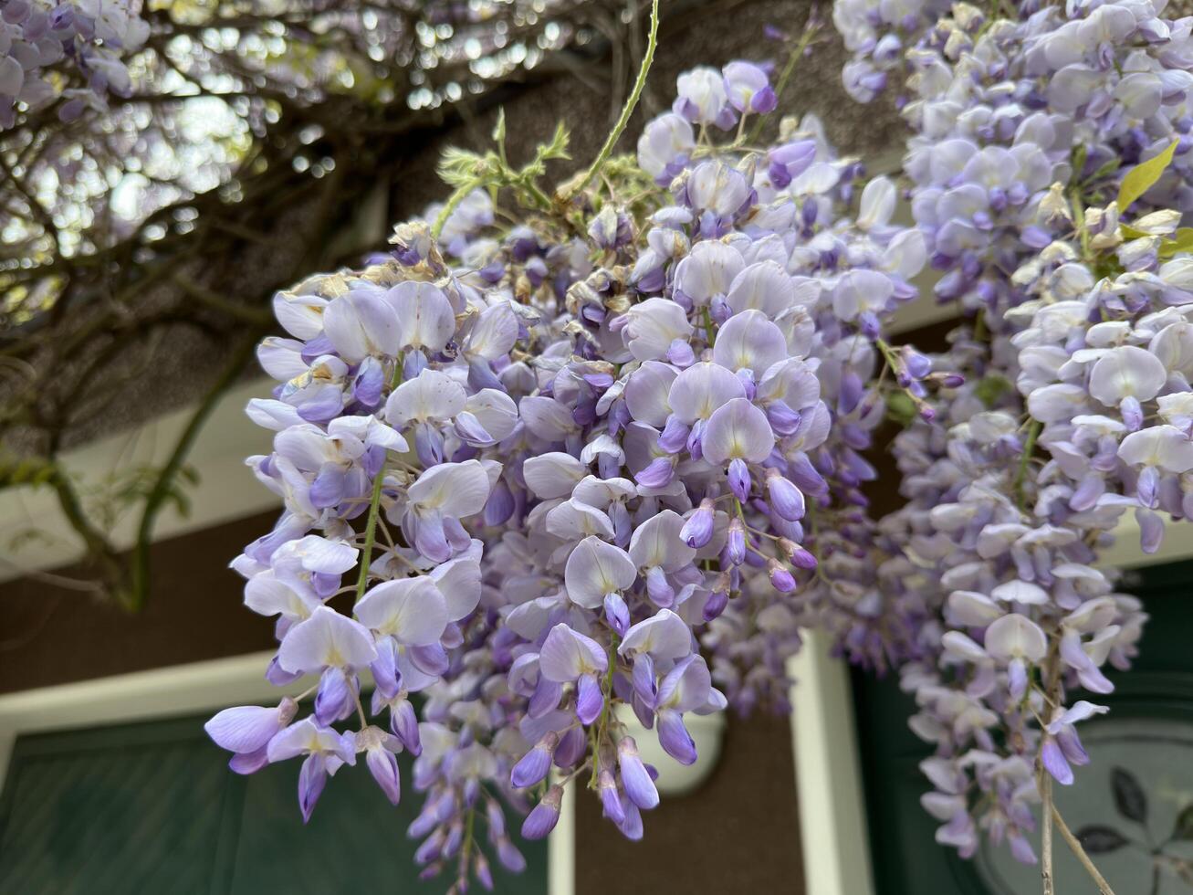 a close up of purple flowers hanging from a tree photo