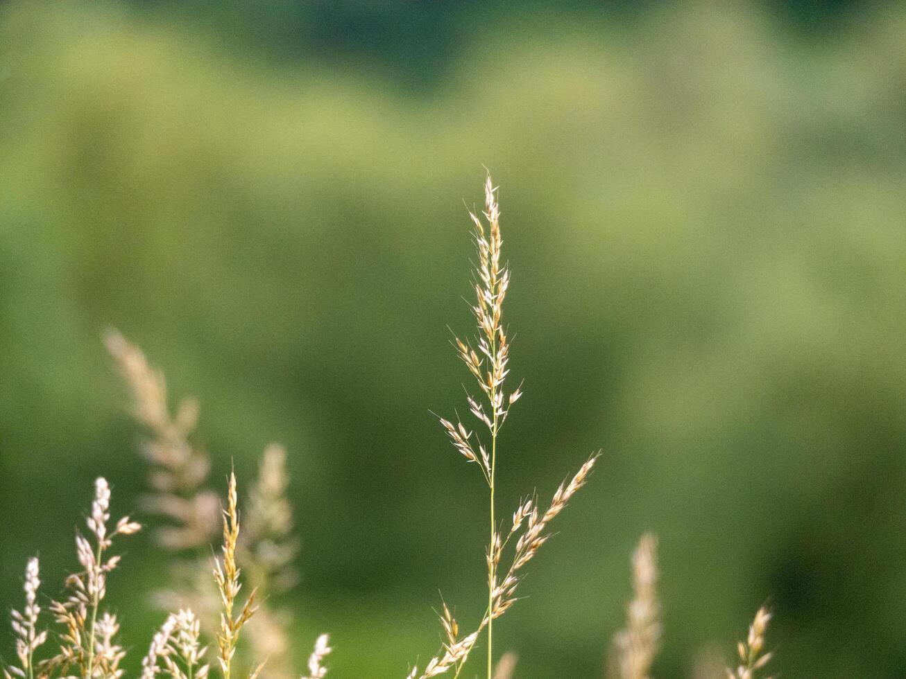 a close up of some tall grass in a field photo