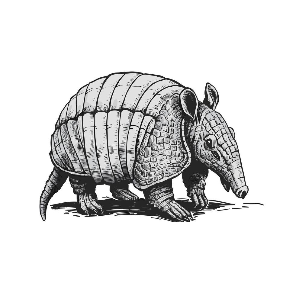 Armadillo engraved style ink sketch drawing, black and white illustration vector