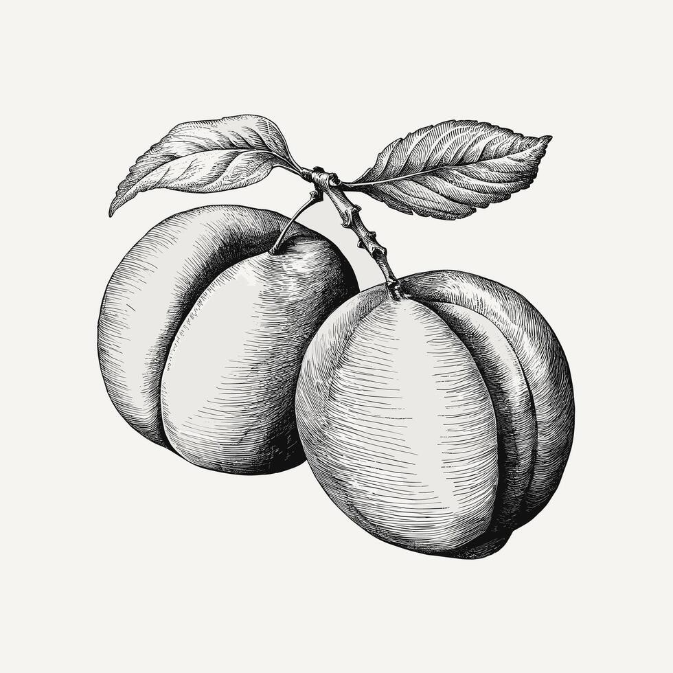 A drawing of two peach fruits with leaves vector