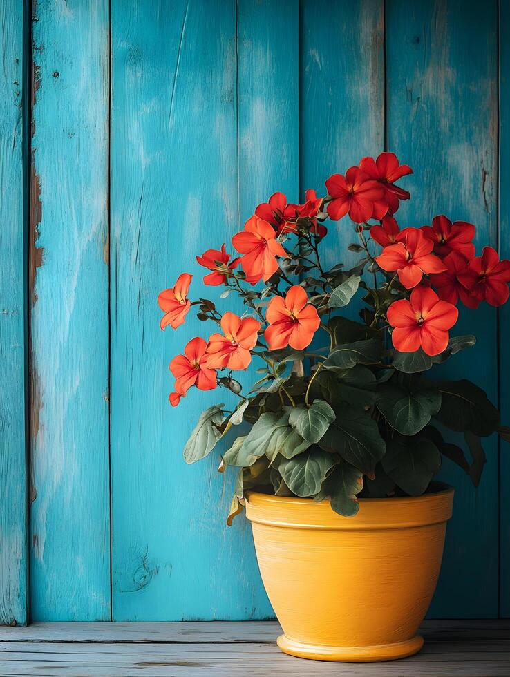 Red flower tree in a yellow pot on a wooden floor in front of a bright blue wall gives a feeling of freshness and liveliness. It is suitable for creating an inviting atmosphere in advertising. photo