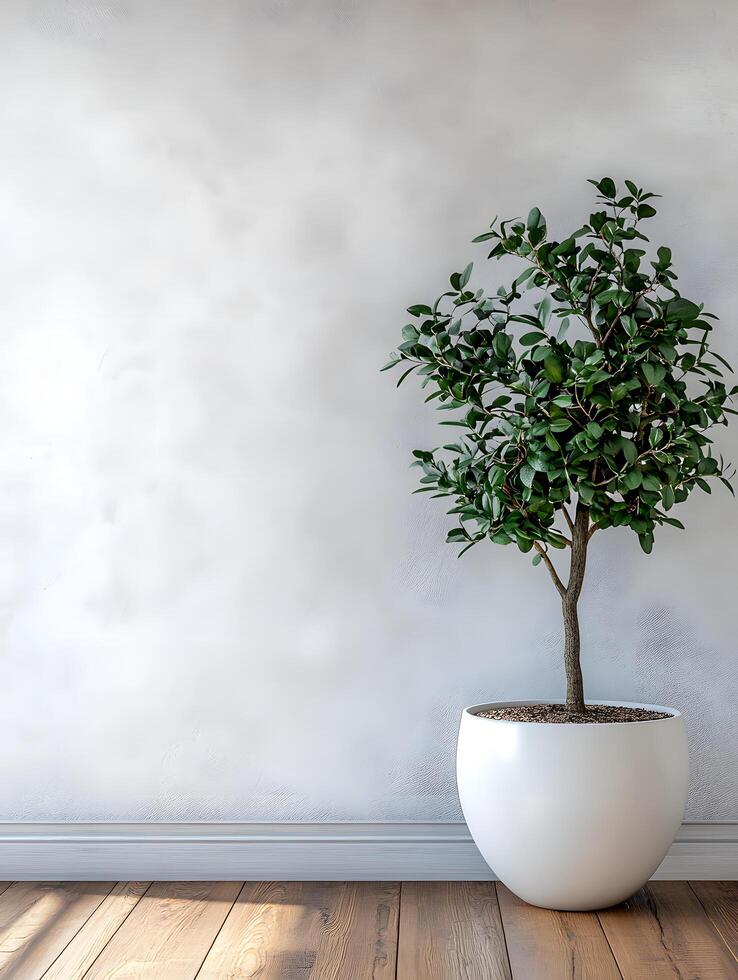 Green plants in white pots on a wooden floor in front of a white wall give a sense of nature, peace and balance. Suitable for interior decoration or wallpaper that emphasizes a relaxing atmosphere. photo