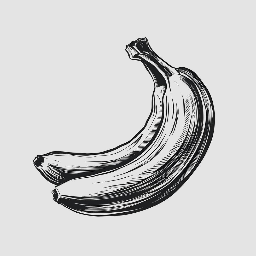 A black and white drawing of a banana vector