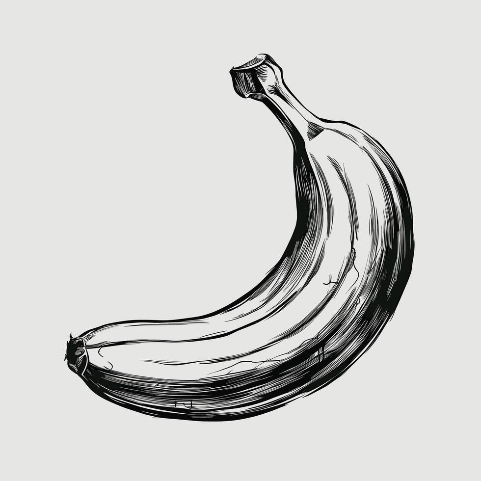 A black and white drawing of a banana vector