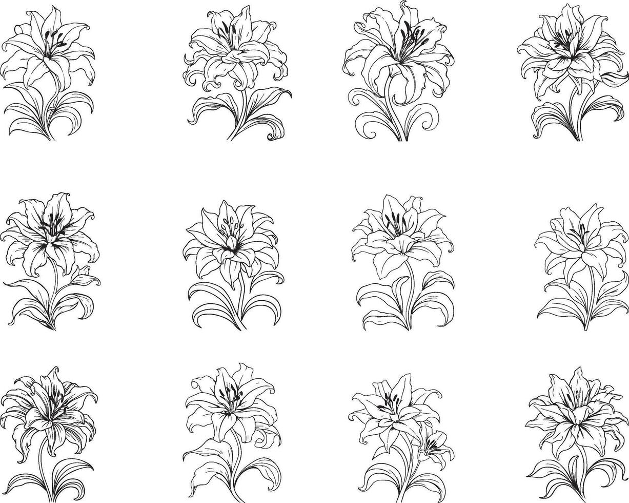 Flower Lily Outline Artwork Isolated for Custom Designs vector
