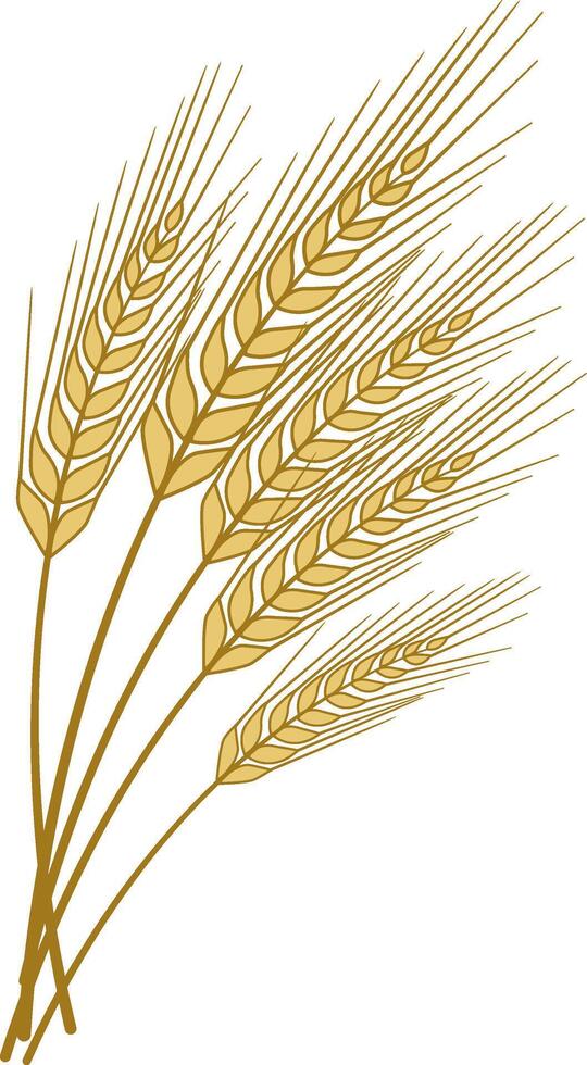Wheat Spikelets. Bouquet of Yellow Wheat Spikelets With Grains. Illustration of Wheat vector