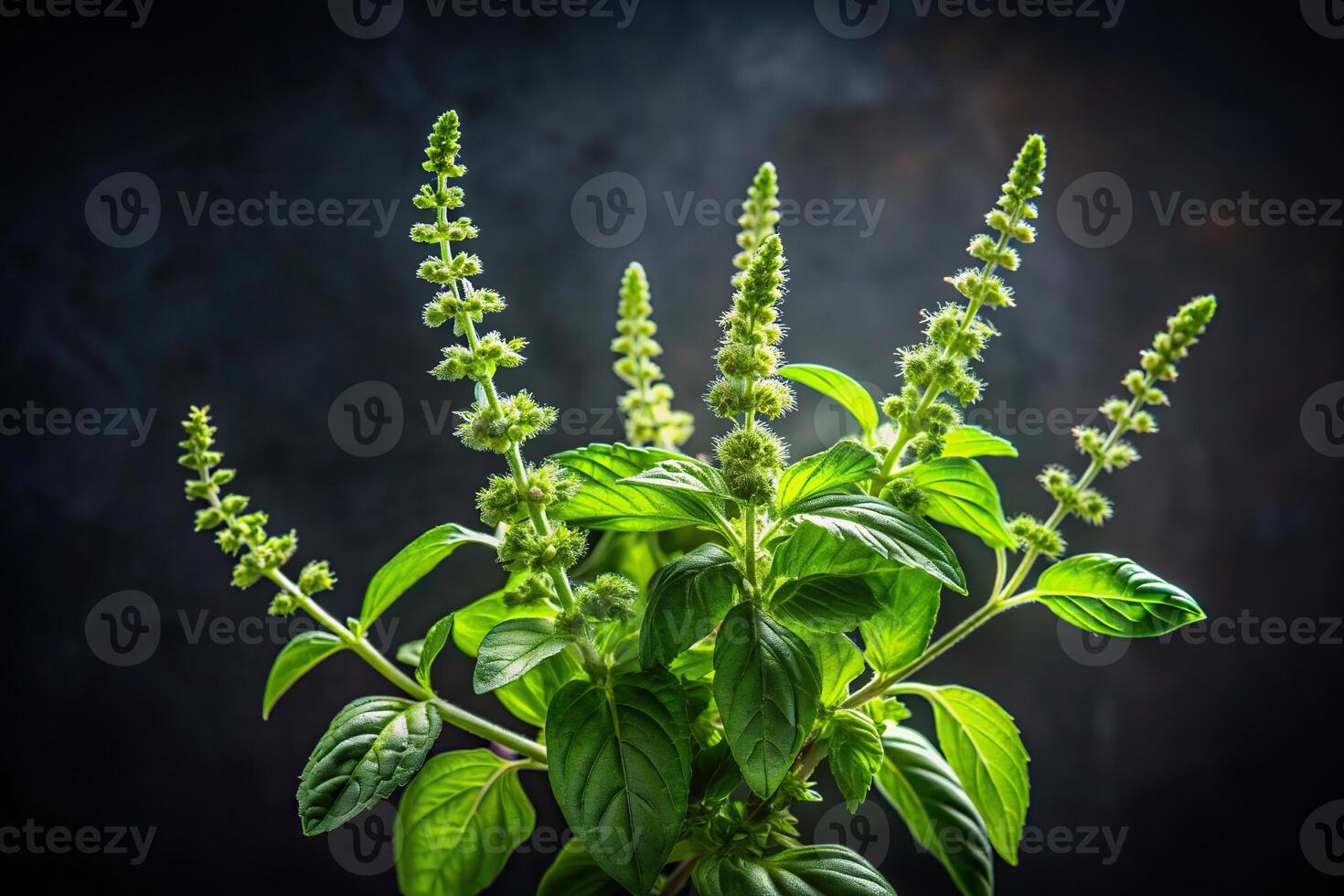 Ocimum tenuiflorum also known as holy basil or tulsi captured in a low key photography style against a natural dark background, aroma, dark background, Ayurveda, natural, herb photo