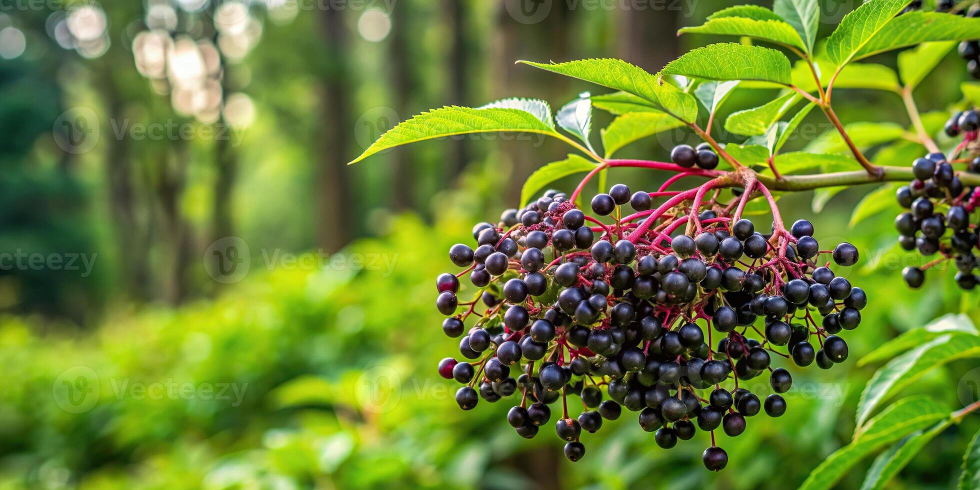shrub, nature, growth, berries, bush, botanical, landscape, foliage, leaves, plant, green, harvest,elderberry, tilted, Elderberry bush standing on the tilted edge of a dense forest photo