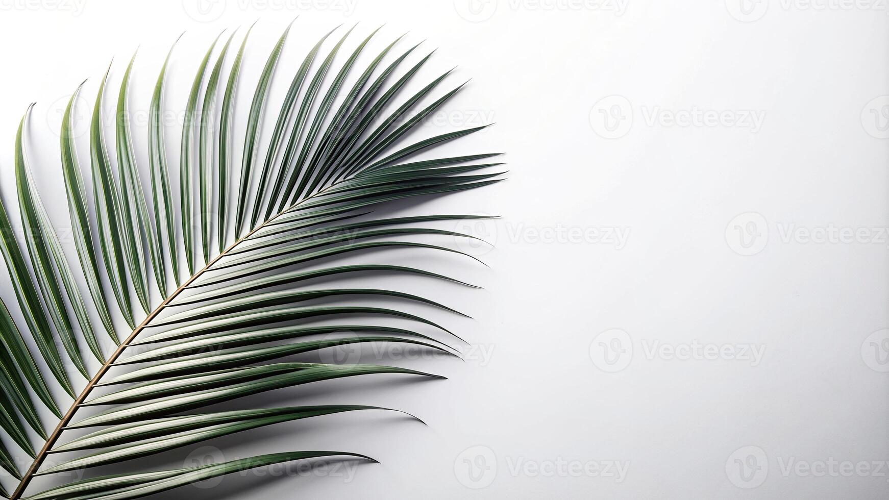 tropical, abstract, clean, nature, foliage, minimal, monochrome, organic, elegant, balanced, white, serenity, minimalistic, Abstract white and black coconut leaf on white background photo