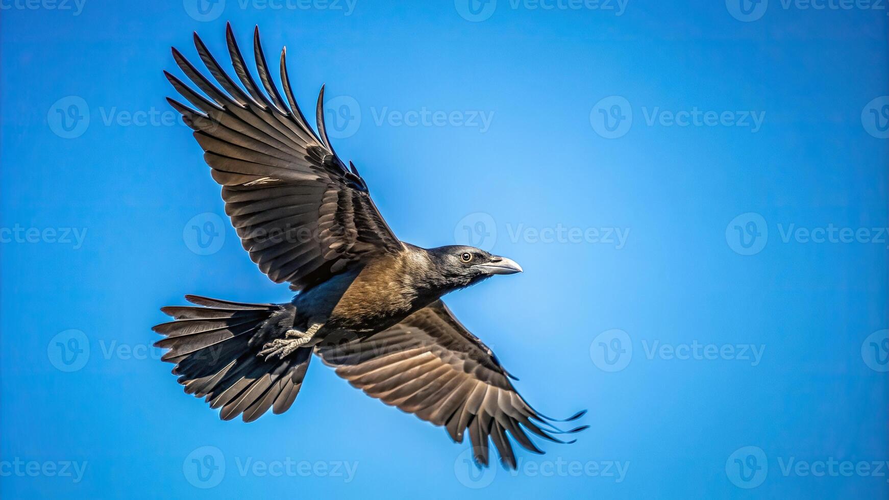 A mesmerizing photo of an isolated crow soaring through the air captured from a worm s eye view set against a stunningly clear blue sky, crow, wildlife photography, freedom, majestic