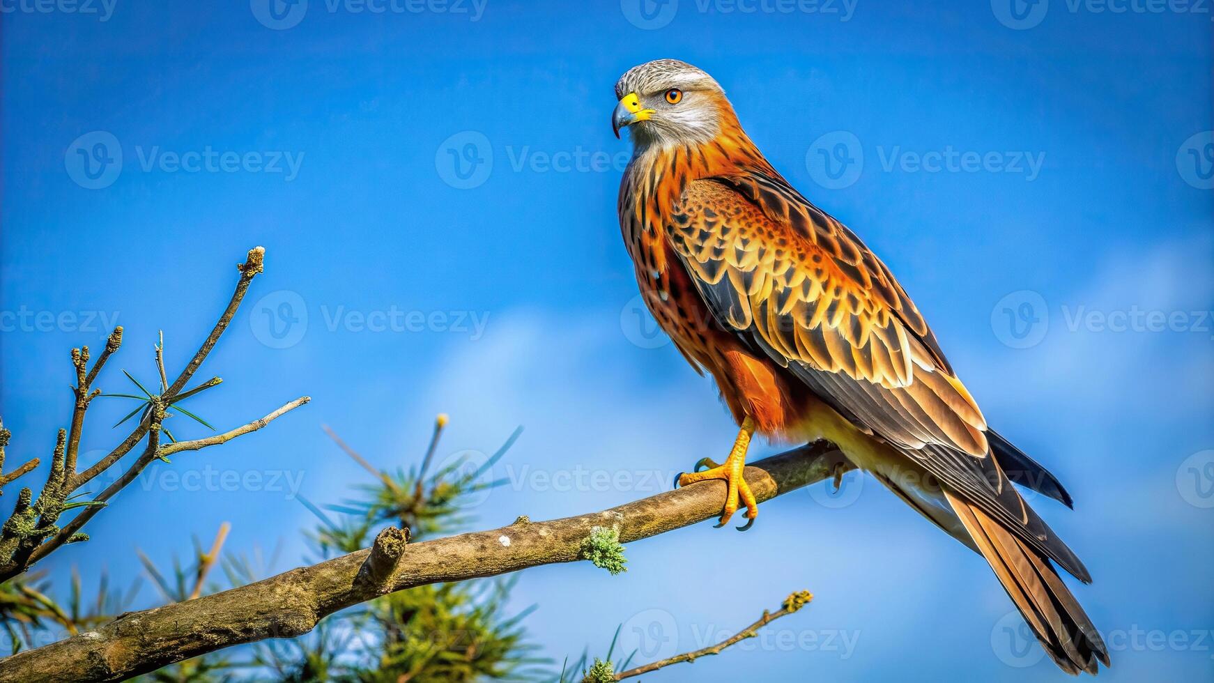 Red kite perched majestically on a branch of a tree framed against a vibrant blue sky, feathers, soaring, predator, flight, perched, close-up, wilderness, wildlife, majestic, bird, avian photo
