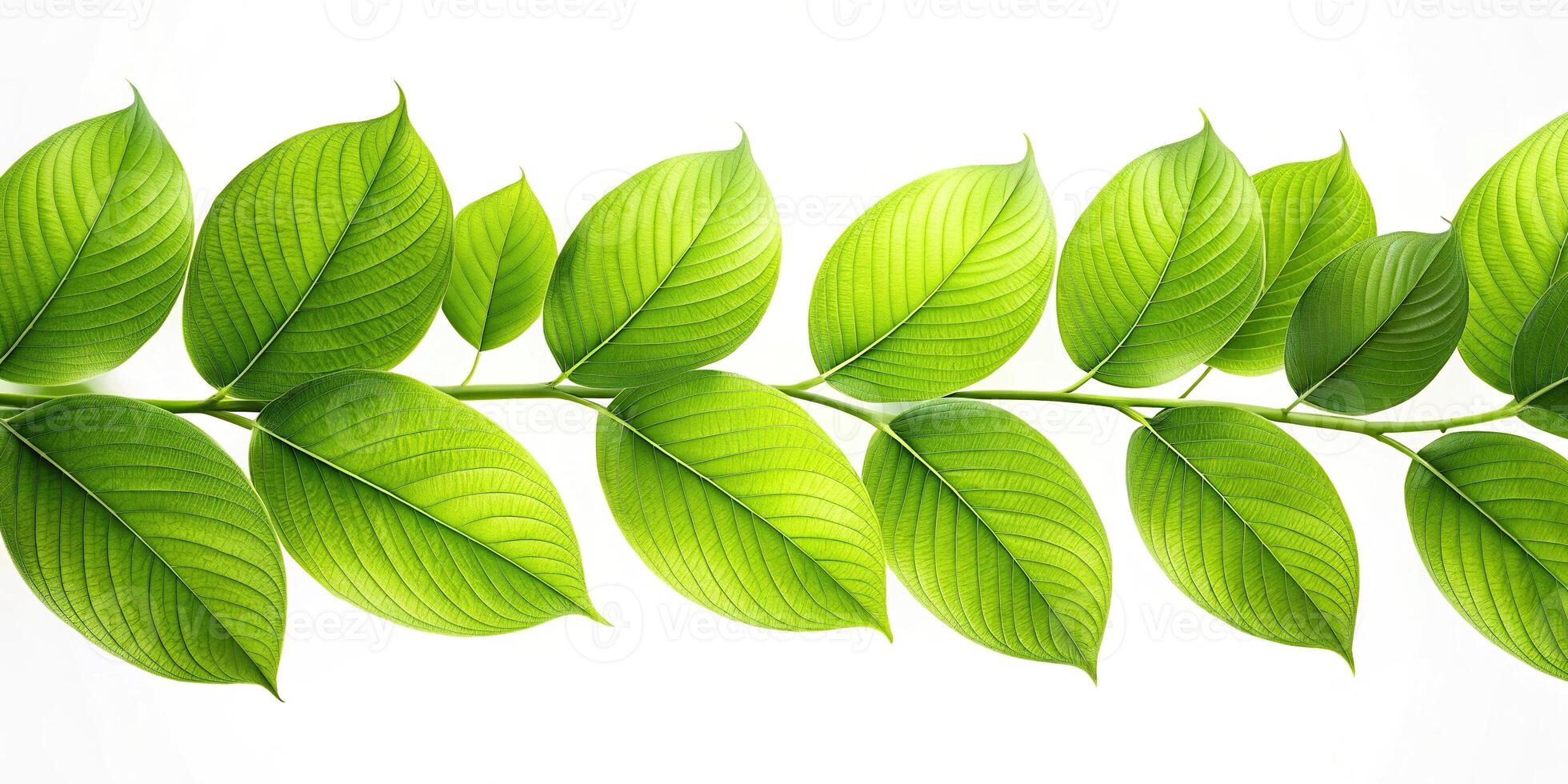 Abstract green leaves on a white background photo