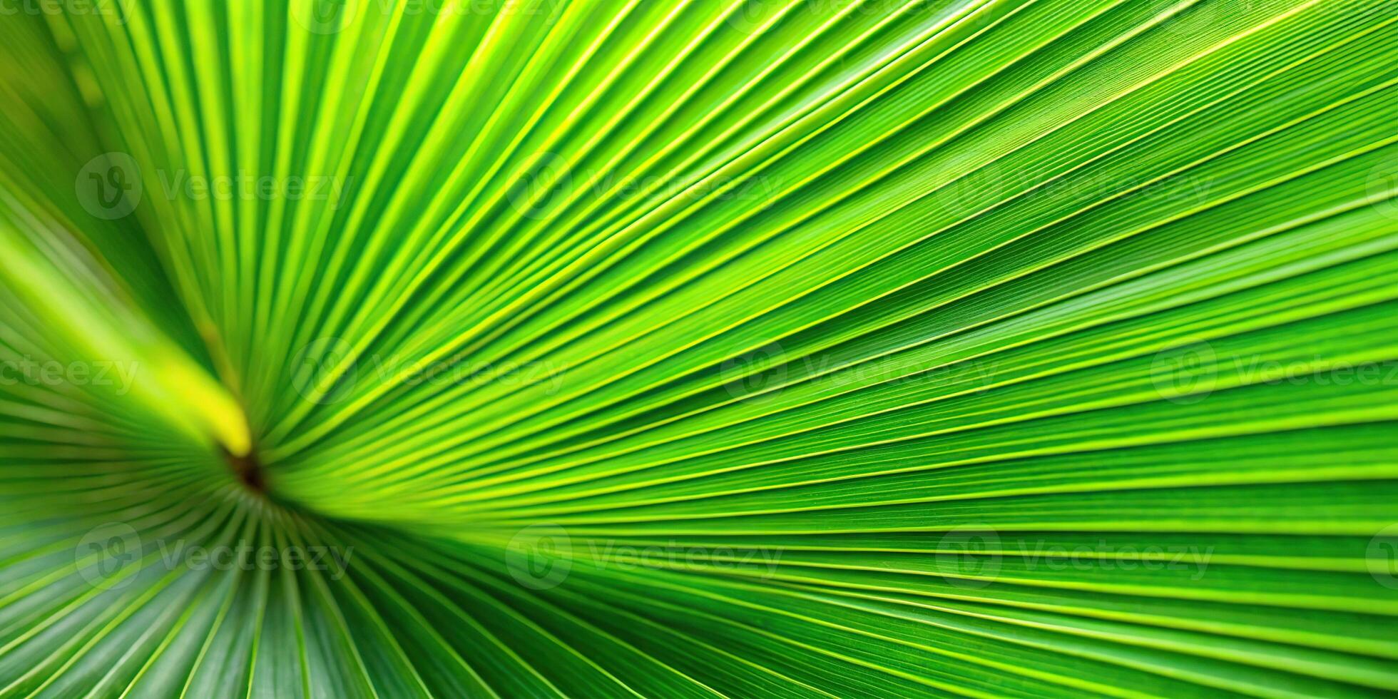 Abstract green palm leaf texture nature background tropical leaf photo