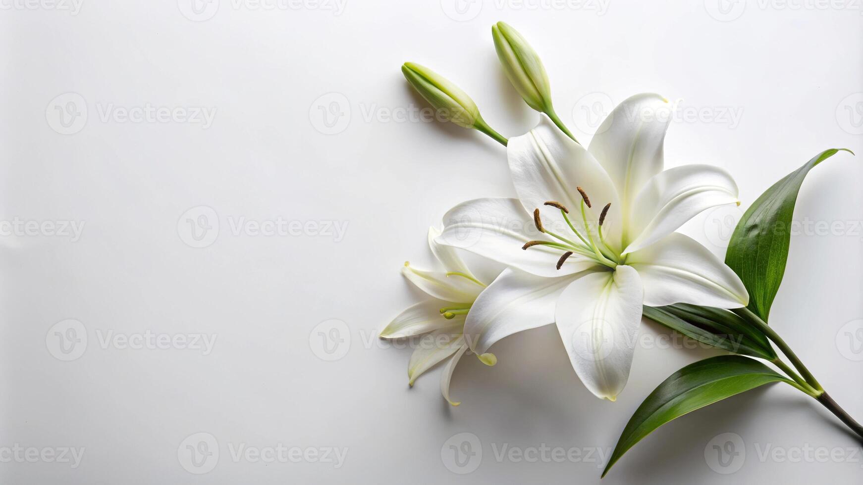 A beautiful white lily branch pictured from above on a white background photo