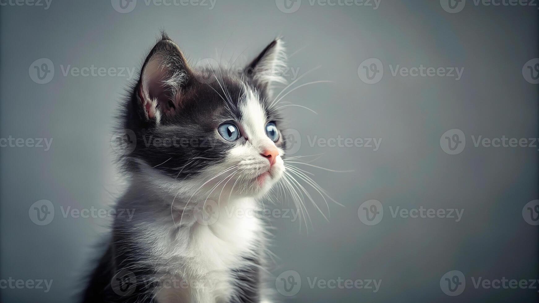 Cute black and white kitten sitting and looking away with copy space photo