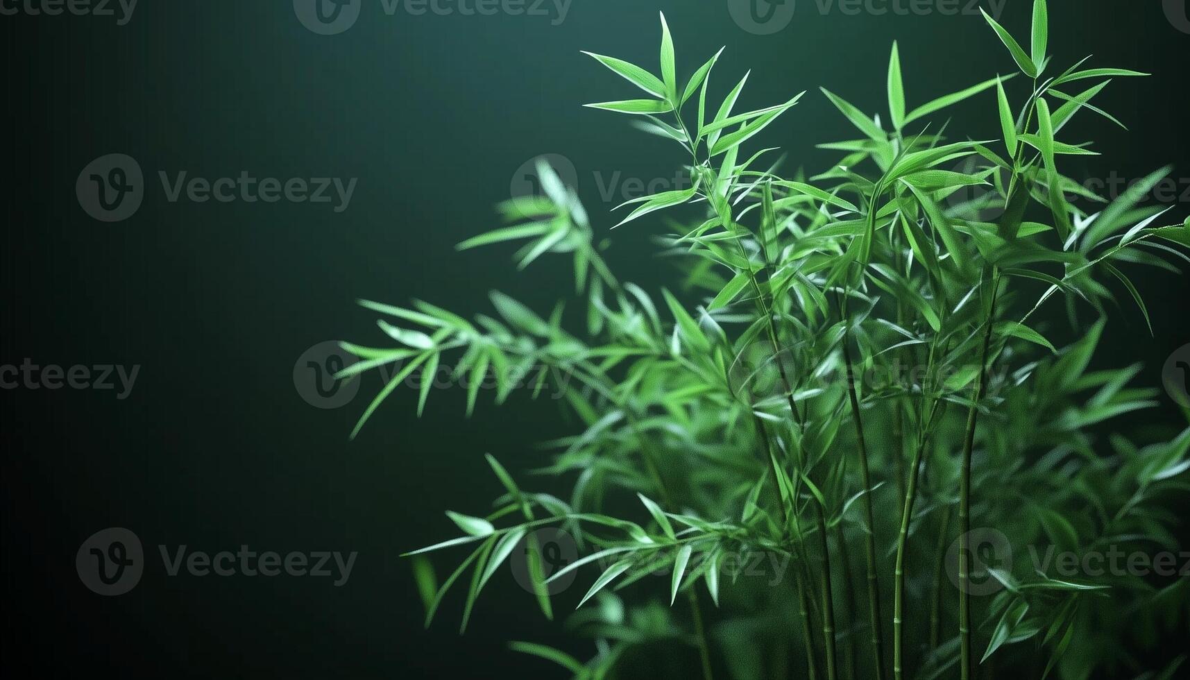 Bamboo green leaves nature environment concept dark background photo