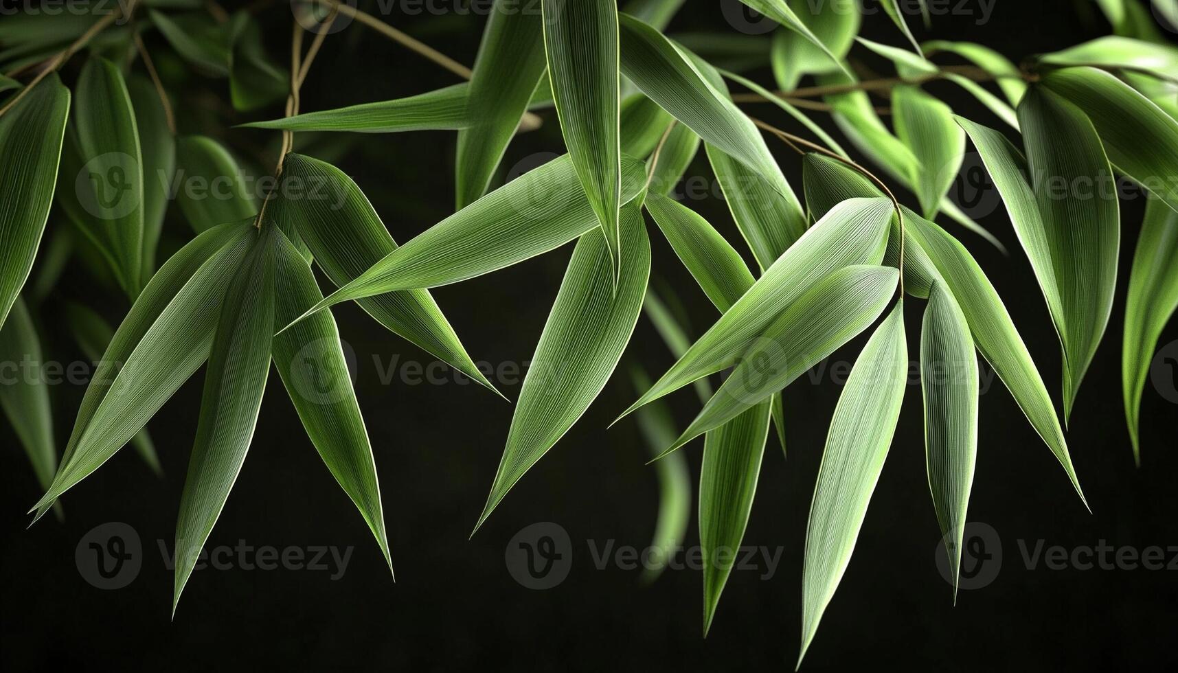 Bamboo green leaves nature environment concept dark background photo