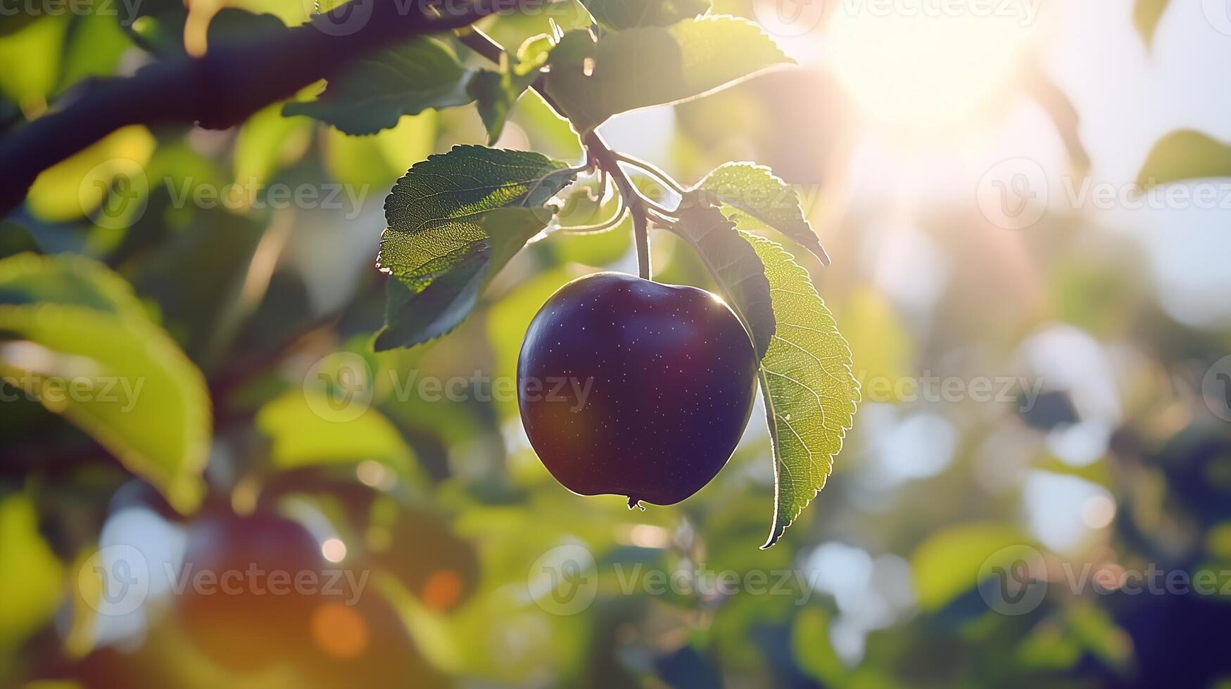 Black apple in tree with macro bokeh background sunlight summer photo