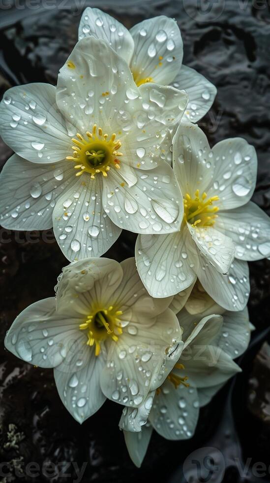 A stunning white flower with waterdrop freshness on rocks deep dark portrait background photo