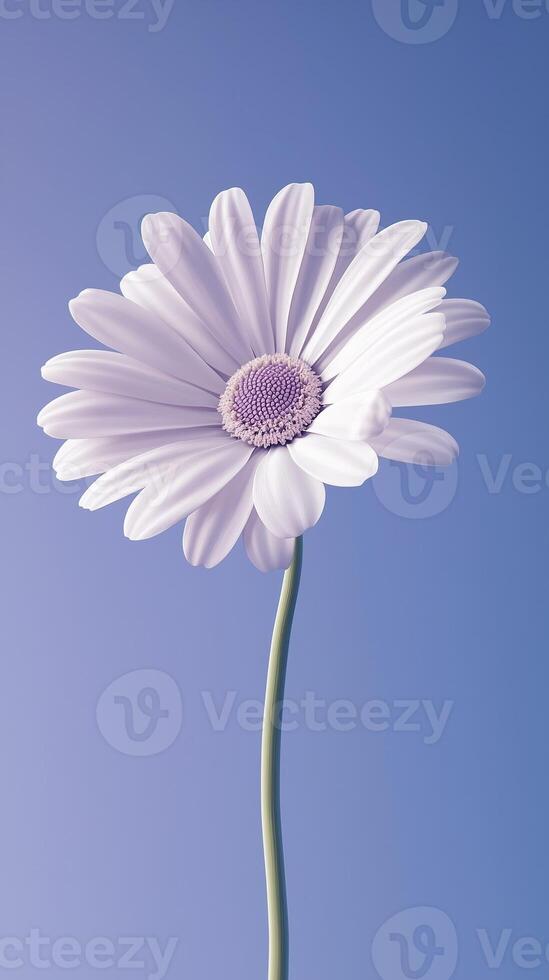 Daisy white beauty blooming single flower with story portrait background photo
