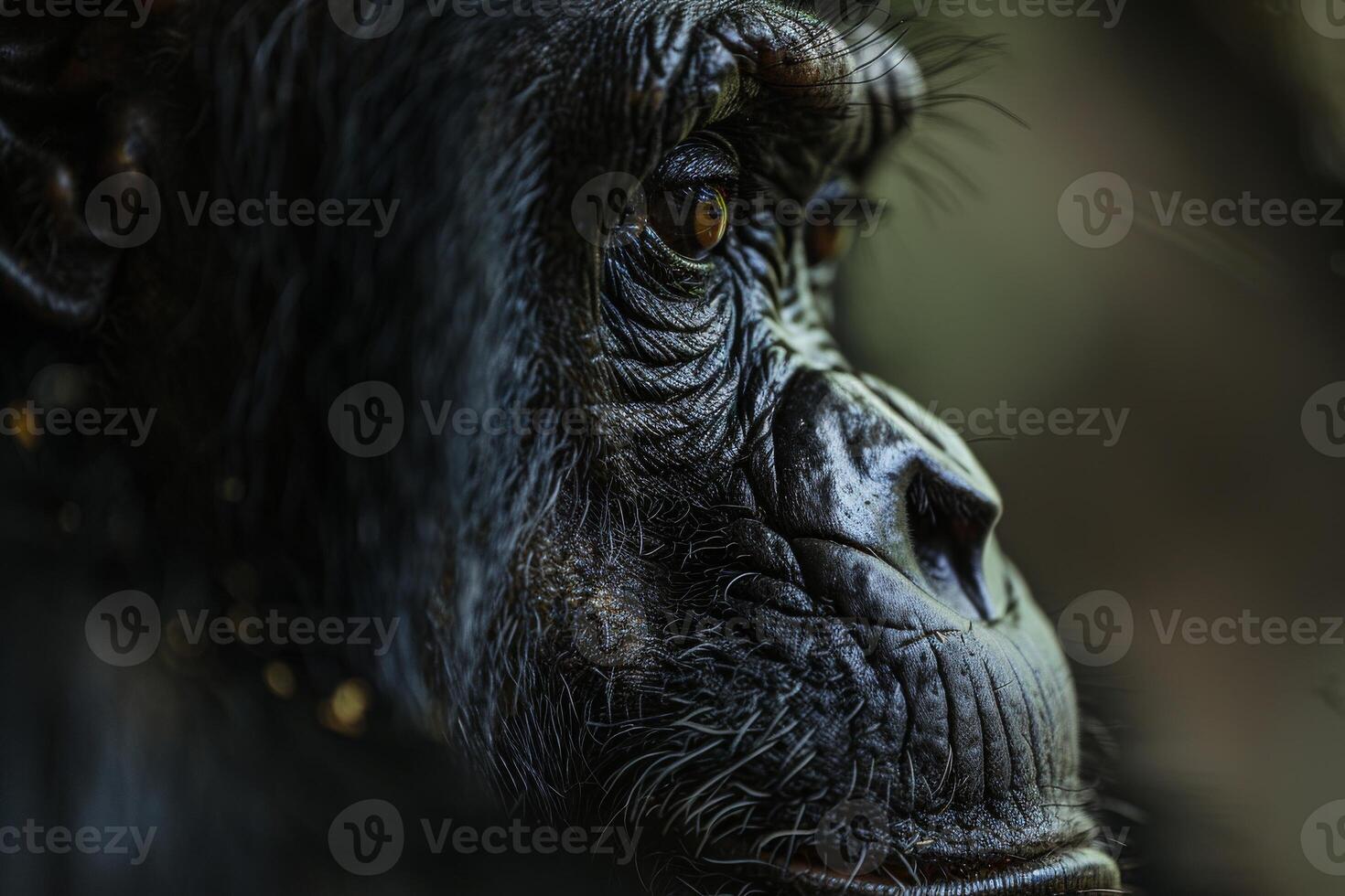 A close up of a chimpan's face photo
