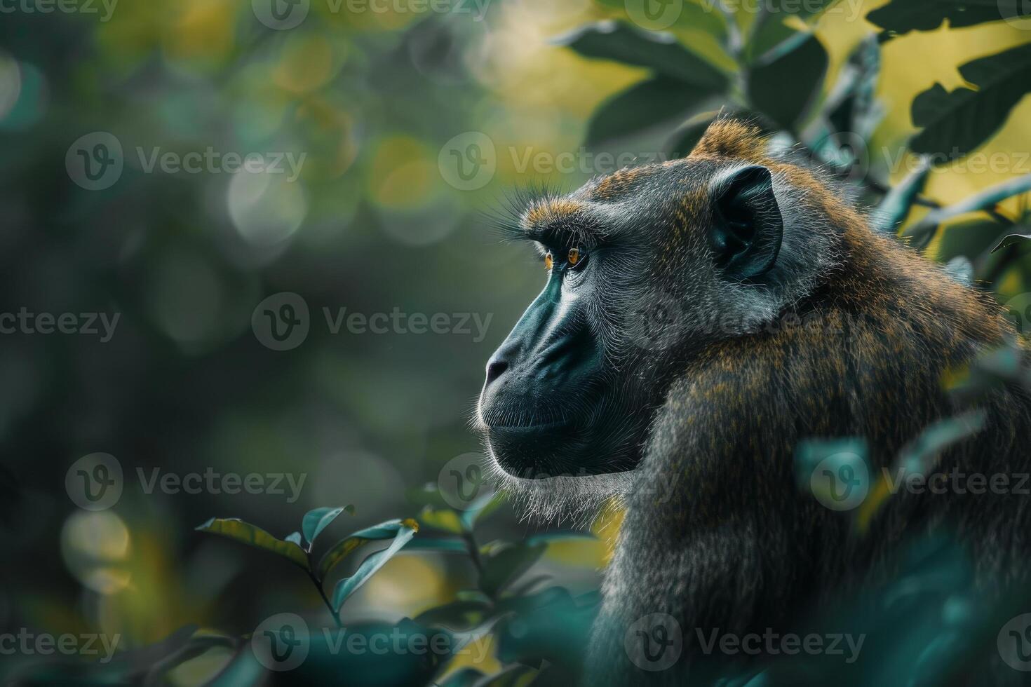 A monkey is sitting in the trees looking off into the distance photo