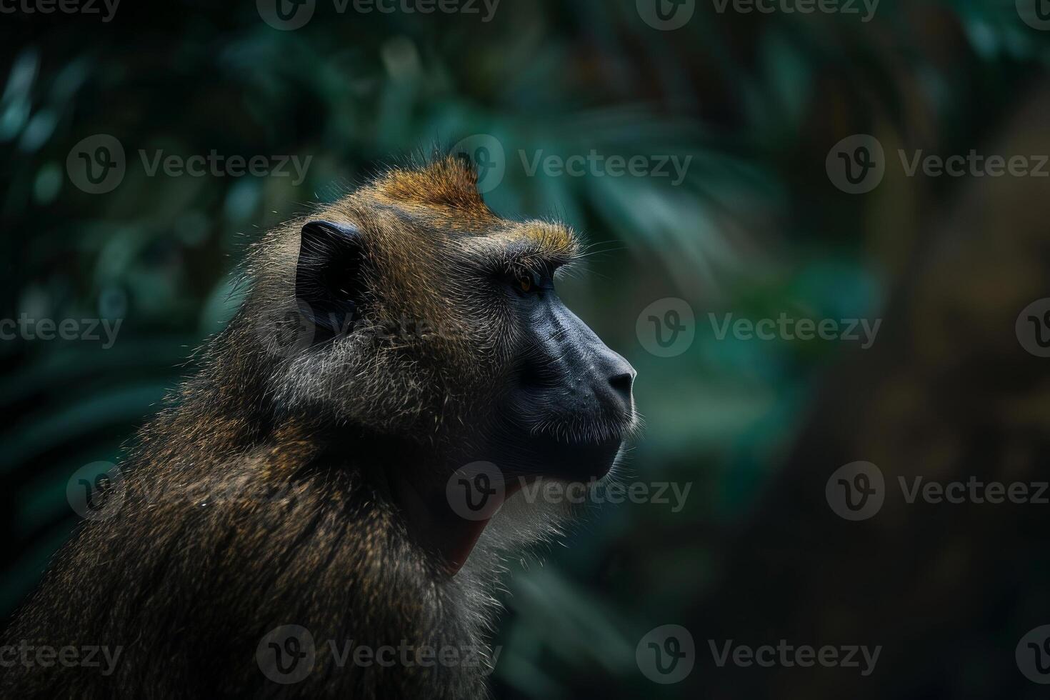 A baboon is looking off to the side photo